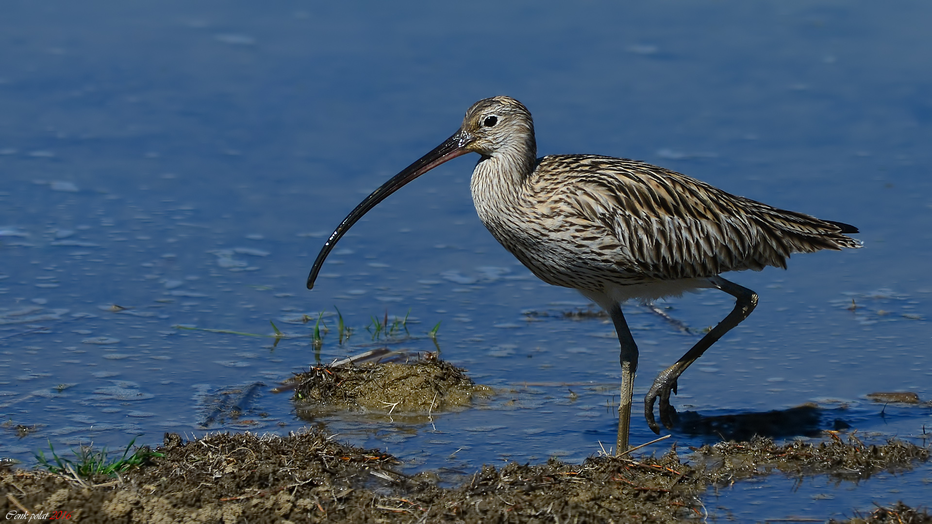 Eurasian Curlew